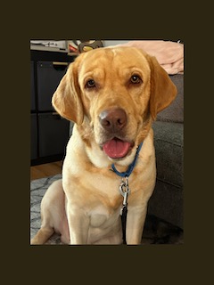 Yellow Labrador Retriever