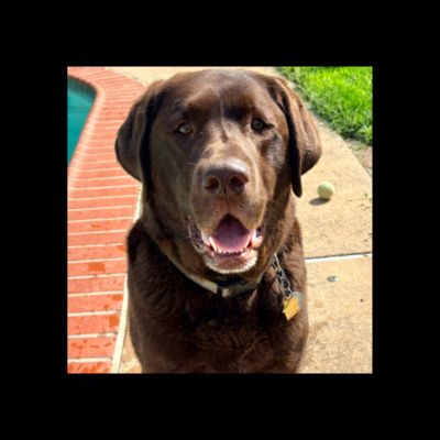 Chocolate Labrador