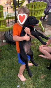 Labrador Retriever mix