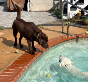 Chocolate Labrador