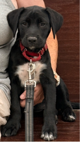 Labrador Retriever mix