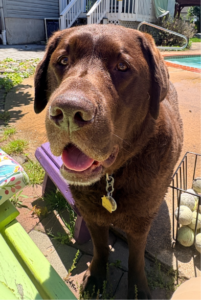 Chocolate Labrador