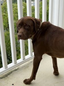 Chocolate Labrador Mix