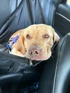 Yellow Labrador Retriever