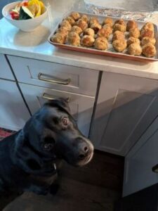 black labrador mix