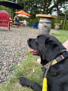 black labrador mix