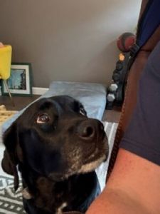 Black Labrador
