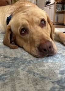 Yellow Labrador Retriever