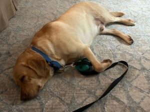 Yellow Labrador Retriever