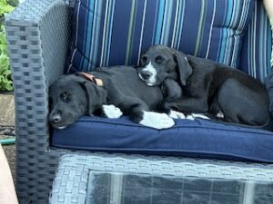 Black Labrador Mix
