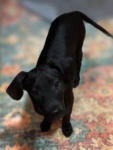 black Labrador Mix