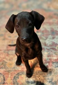 Black Labrador Mix