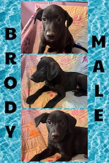 Black Labrador Mix