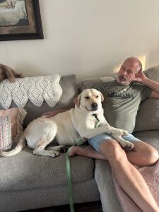 Yellow Labrador Retriever