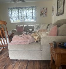 Yellow Labrador Retriever