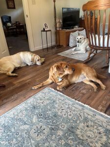 yellow labrador retriever