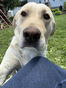 Yellow Labrador Retriever