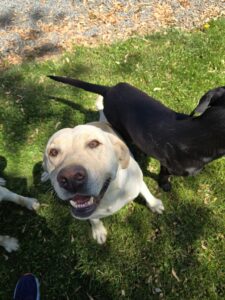 Yellow Labrador Retriever