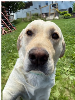 Yellow Labrador Retriever