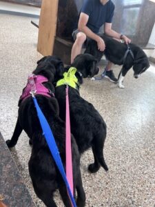 Black Labrador