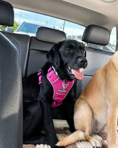 black labrador retriever