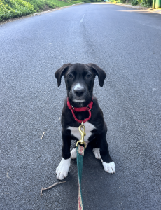 black lab mix
