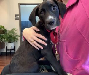 black lab mix