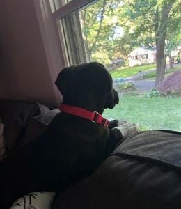 black lab mix