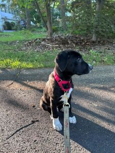 black lab mix