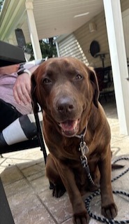 Chocolate Labrador Retriever