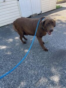 Chocolate Labrador Retriever