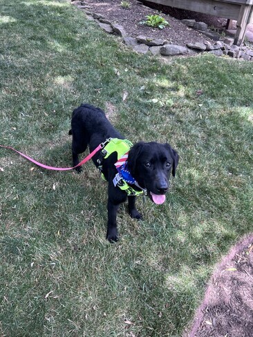 Black Labrador