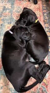 Black Labrador Mix