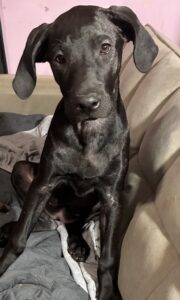 Black Labrador Mix