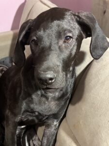 Black Labrador Mix