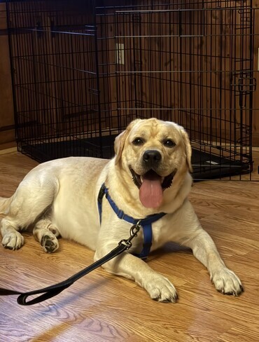 Oso Yellow Labrador Retriever Male 1 Year Old ID#3488 Yellow Labrador