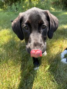 Black Labrador Mix