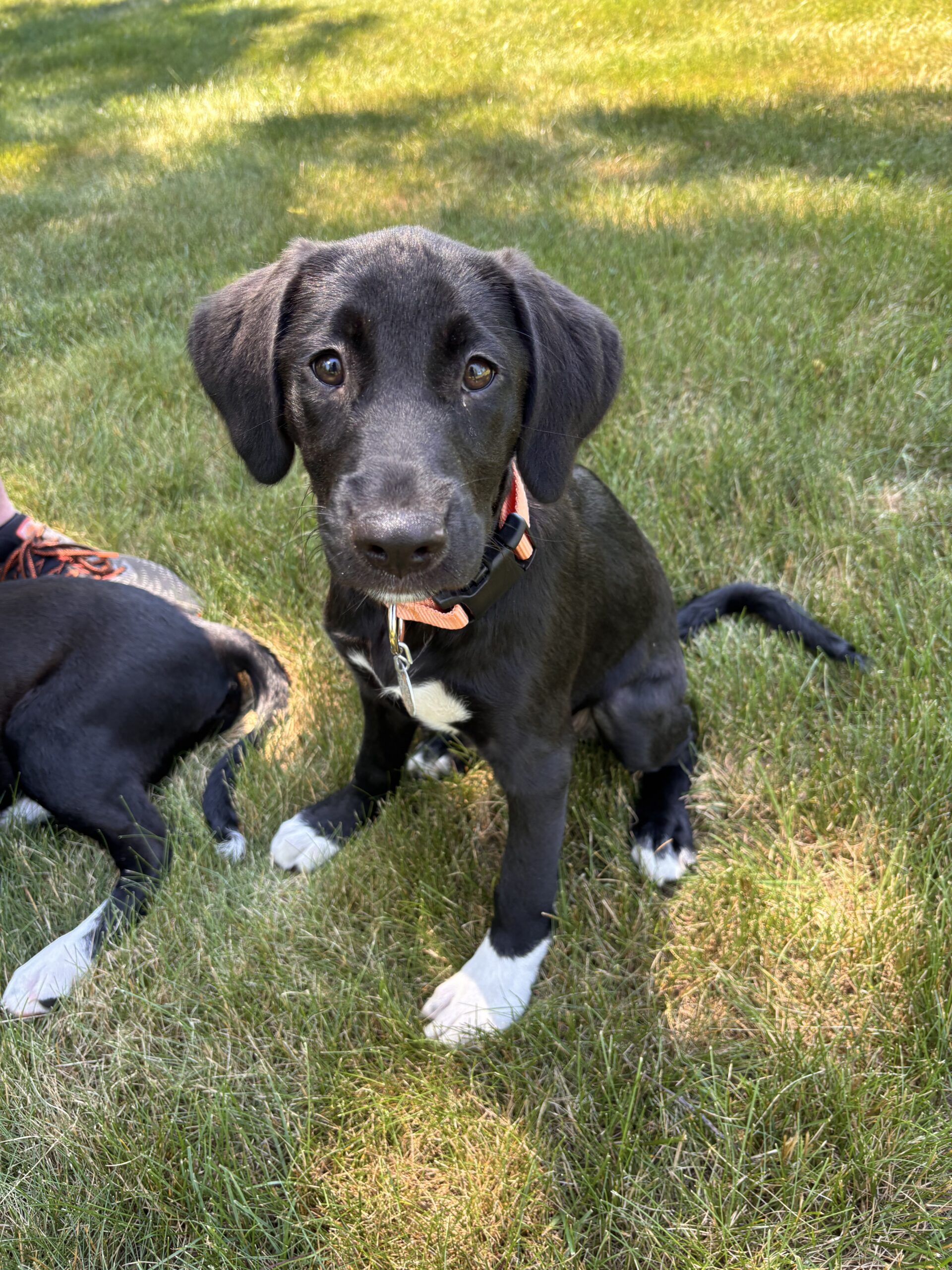 Black Labrador Mix