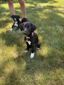 Black Labrador Mix
