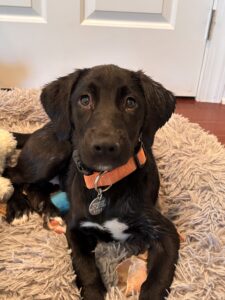 Black Labrador Mix