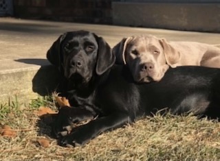 Silver Labrador and Black Labrador