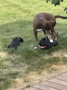 Black Labrador Mix