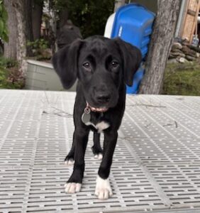 Labrador Mix