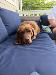 Chocolate Labrador Retriever