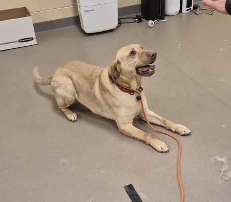 Yellow Labrador Retriever