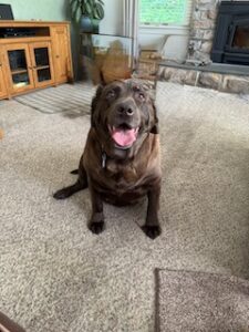 Chocolate Labrador Retriever
