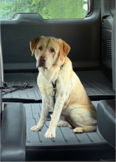 Yellow Labrador Retriever
