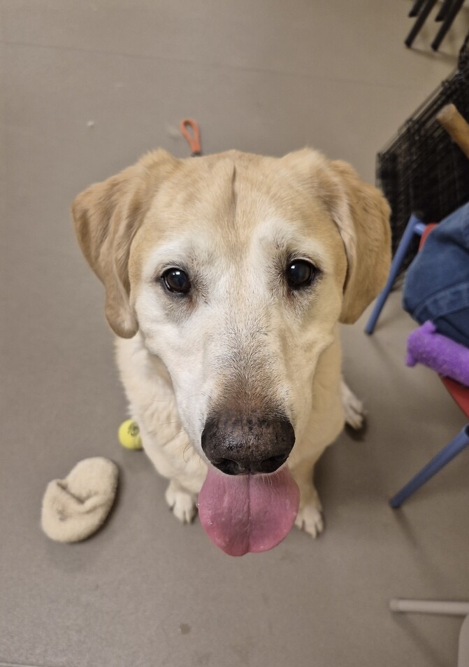 Yellow Labrador Retriever