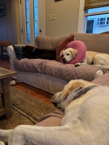 Yellow Labrador Retriever