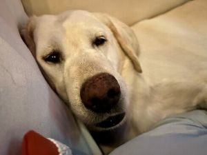 Yellow Labrador Retriever